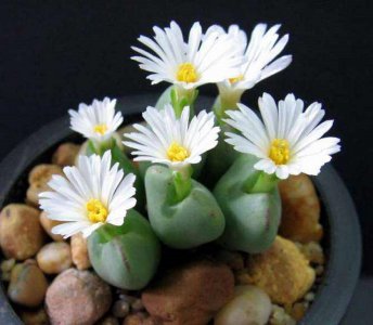 生石花耐寒吗 生石花能耐寒吗？