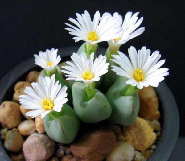 生石花耐寒吗