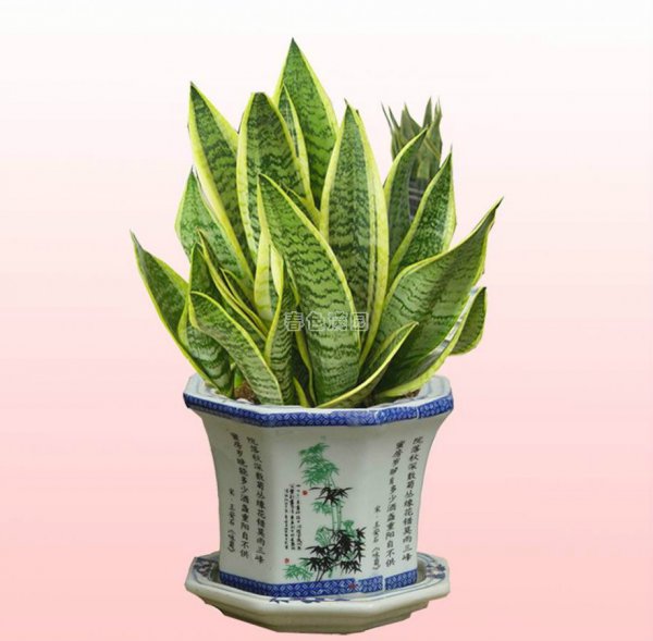 虎皮兰哪个品种好