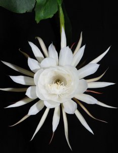 昙花哪个品种好 最优质的昙花品种推荐