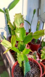 蟹爪兰怎么度夏安全 蟹爪兰如何安全度过夏季